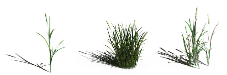 wild field grass, isolated on white background, 3D illustration, cg render