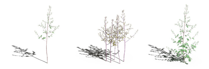 wild field grass, isolated on white background, 3D illustration, cg render