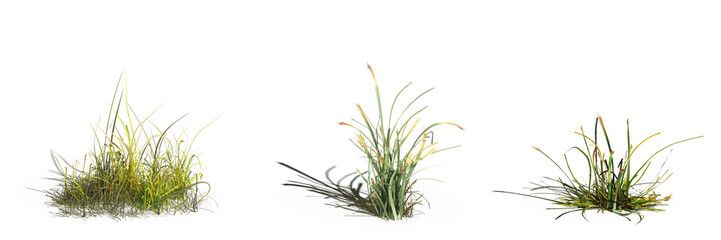 wild field grass, isolated on white background, 3D illustration, cg render