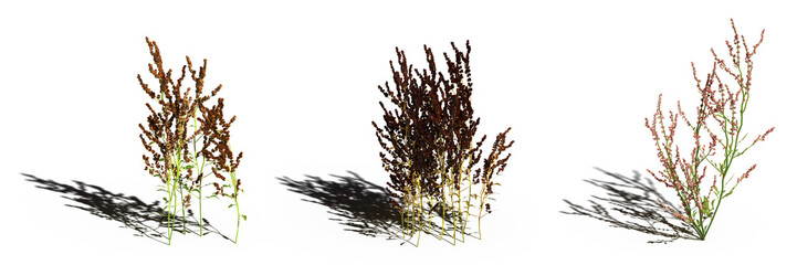 wild field grass, isolated on white background, 3D illustration, cg render