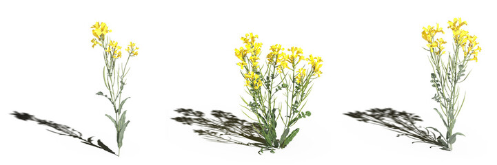 wild field grass, isolated on white background, 3D illustration, cg render
