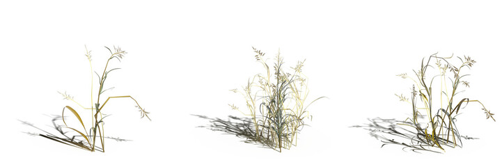 wild field grass, isolated on a transparent background, 3D illustration, cg render
