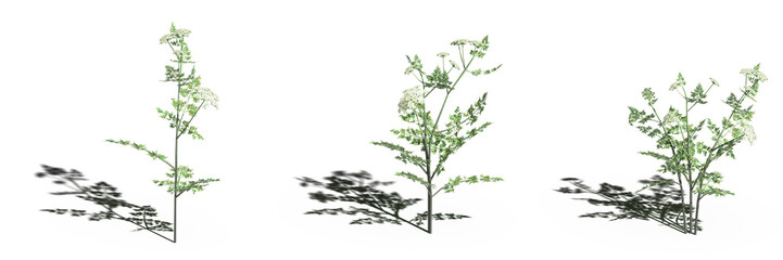 Fototapeta premium wild field grass, isolated on a transparent background, 3D illustration, cg render