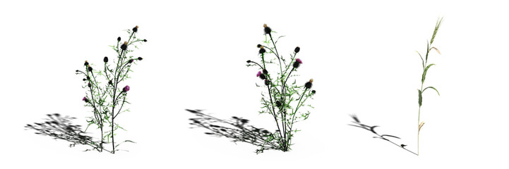 wild field grass, isolated on a transparent background, 3D illustration, cg render