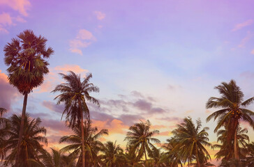 The Banner holiday of Summer with colorful theme as palm trees background as texture frame background