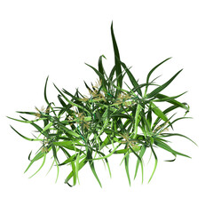 wild field grass, top view, isolated on white background, 3D illustration, cg render