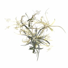 wild field grass, top view, isolated on white background, 3D illustration, cg render