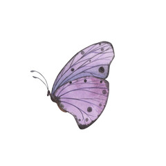 Violet butterfly with detailed wings isolated. Watercolor hand drawn realistic insect llustration for design