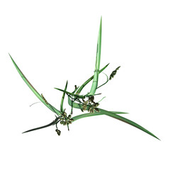 wild field grass, top view, isolated on a transparent background, 3D illustration, cg render