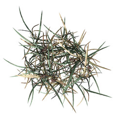 wild field grass, top view, isolated on a transparent background, 3D illustration, cg render