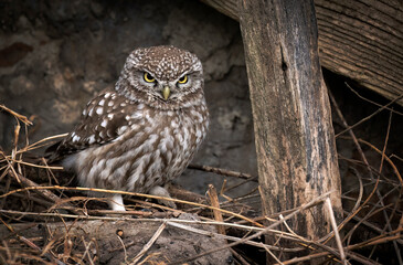 Little owl ( Athene noctua ) close up