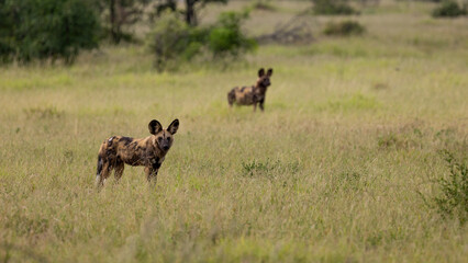 Naklejka na ściany i meble two African wild dogs in a field of green grass 