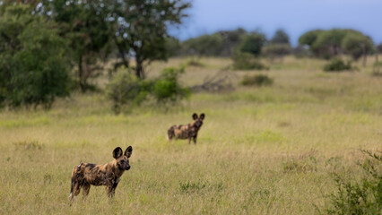 two African wild dogs in a field of green grass 