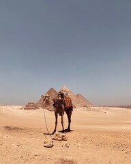 camel in the desert, in front of the pyramids 