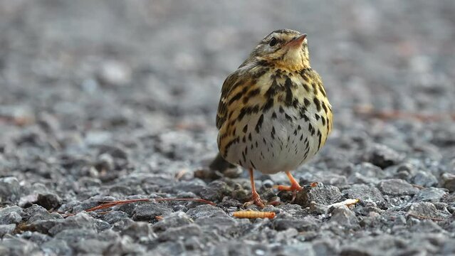 Olive-backed Pipit Anthus hodgsoni Beautiful Birds&nbsp;Small pipit with a greenish-brown back and heavily streaked breast and belly that is often seen in loose flocks or in pairs. 