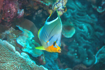 Saddle Butterflyfish swims  above coral reef of Bali