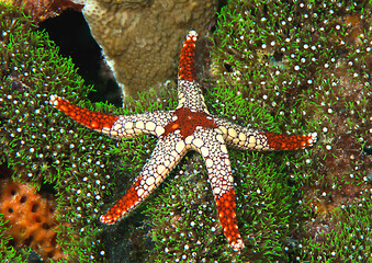 Necklace starfish or tiled starfish resting on coral of Bali © Hans Gert Broeder