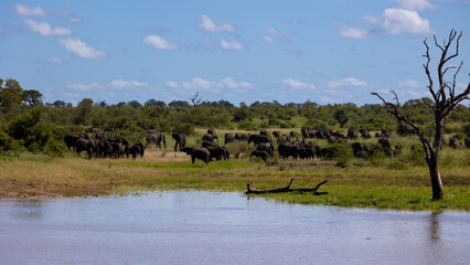 Fototapeta na wymiar many herds of African elephants gather at a waterhole