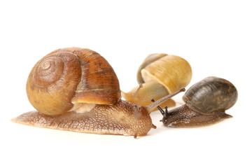 Snail on white background