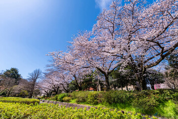 桜咲く戸山公園の風景（2022年3月）