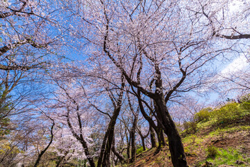 Obraz premium 桜咲く戸山公園と箱根山の風景（2022年3月）