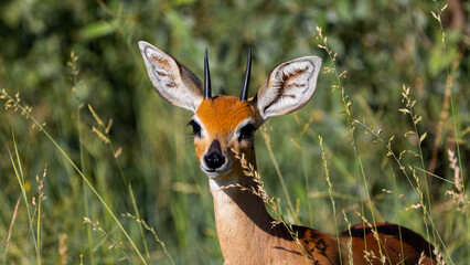 a steenbuck ram standing in green grass
