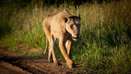 a very old lioness walking on a gravel road