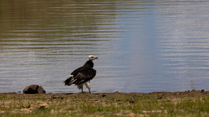 a white-headed vulture at a waterhole