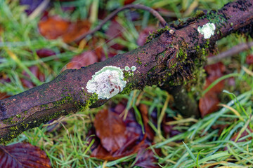 Top view of foggy wood at local mountain Uetliberg, Canton Zürich, with communications tower at Christmas Day. Photo taken December 25th, 2022, Zurich, Switzerland.