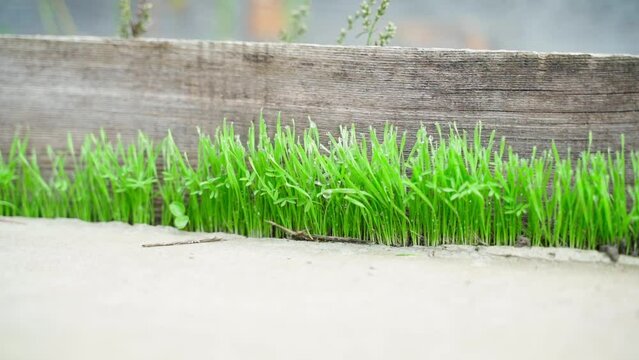 Bright juicy green grass sprouted from a crack in the concrete close-up. Saturated green sprouts in water drops, smooth parallax. Nature breaks through barriers