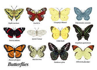 Butterflies set. Vector illustration. Colorful vintage butterfly collection.