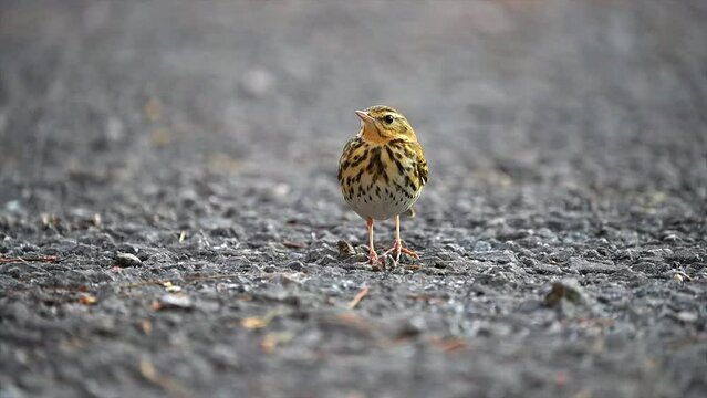 Olive-backed Pipit Anthus hodgsoni Beautiful Birds&nbsp;Small pipit with a greenish-brown back and heavily streaked breast and belly that is often seen in loose flocks or in pairs. 