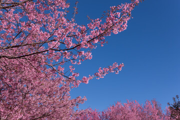 Wild Himalayan cherry or it is called cherry blossom of Thailand with blue sky background.