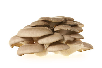 oyster mushroom on white background