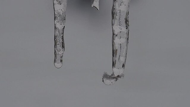 dripping icicle in winter in Germany