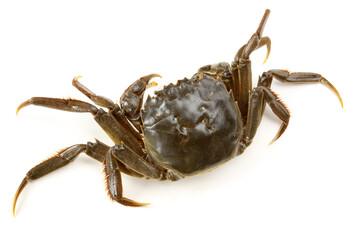 Crab on white background