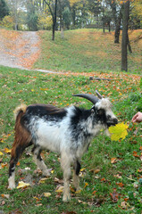 Domestic tricolor goat with horns stands in a green grass with fallen autumn leaves and takes a maple leaves from human hand.