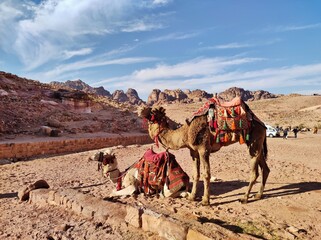 Petra - Dromedari sulla Strada delle Facciate