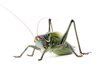 Green grasshopper on white background