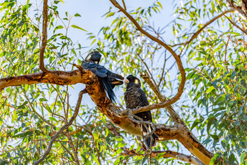 The Short-billed Black Cockatoo (Calyptorhynchus latirostris) also known as Carnaby's Cockatoo or Carnaby's Black Cockatoo is a large black cockatoo endemic to south-western Australia 