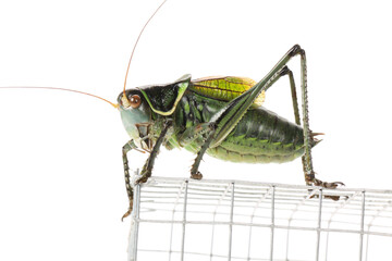 Green grasshopper on white background