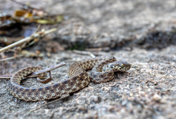 Cat-eyed Snake, Madagascarophis colubrinus is a species of snake of the family Pseudoxyrhophiidae, nocturnal snake, Kirindy forest, Madagascar wildlife animal