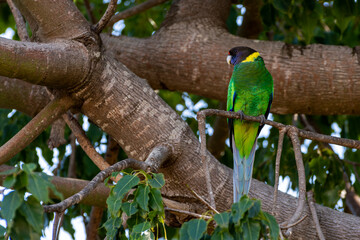 The Australian ringneck (Barnardius zonarius) 