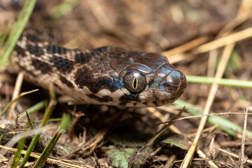 Cat-eyed Snake, Madagascarophis colubrinus is a species of snake of the family Pseudoxyrhophiidae, nocturnal snake, Kirindy forest, Madagascar wildlife animal