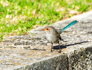 Australian splendid fairy wren 