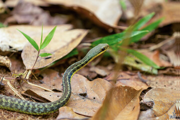 Thamnosophis is a genus of pseudoxyrhophiid endemic snakes, Analamazaotra National Park, Madagascar wildlife animal