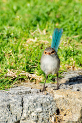 Australian splendid fairy wren 