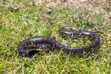 Sanzinia madagascariensis, also known as the Malagasy tree boa or Madagascar tree boa, big non venomous endemic strangler snake. Ranomafana National Park. Madagascar wildlife animal.