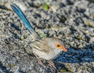 Australian splendid fairy wren 