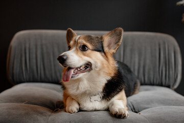 Corgi dog lies on the couch